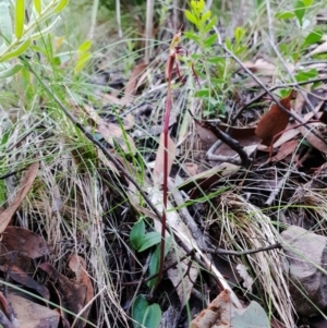 Chiloglottis reflexa at Hackett, ACT - 2 May 2020