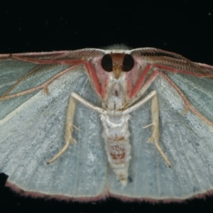 Chlorocoma (genus) at Ainslie, ACT - 9 Dec 2019 10:42 PM