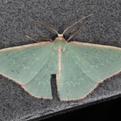 Chlorocoma (genus) at Ainslie, ACT - 9 Dec 2019