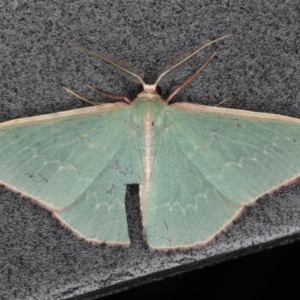 Chlorocoma (genus) at Ainslie, ACT - 9 Dec 2019 10:42 PM