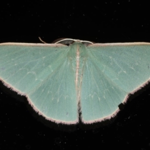 Chlorocoma (genus) at Ainslie, ACT - 9 Dec 2019