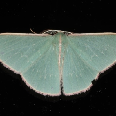 Chlorocoma (genus) (Emerald moth) at Ainslie, ACT - 9 Dec 2019 by jb2602