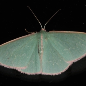 Chlorocoma (genus) at Ainslie, ACT - 9 Dec 2019