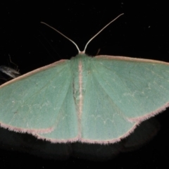 Chlorocoma (genus) at Ainslie, ACT - 9 Dec 2019 11:10 PM