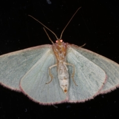 Chlorocoma (genus) at Ainslie, ACT - 9 Dec 2019