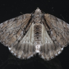 Rhuma argyraspis (Webbed Grey) at Ainslie, ACT - 9 Dec 2019 by jb2602