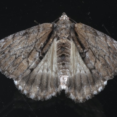 Rhuma argyraspis (Webbed Grey) at Ainslie, ACT - 9 Dec 2019 by jbromilow50