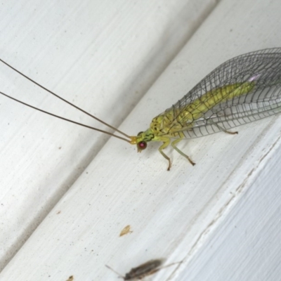 Calochrysa extranea (A green lacewing) at Ainslie, ACT - 9 Dec 2019 by jb2602