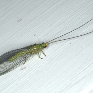 Calochrysa extranea at Ainslie, ACT - 9 Dec 2019