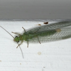 Mallada signatus (Green Lacewing) at Ainslie, ACT - 9 Dec 2019 by jbromilow50
