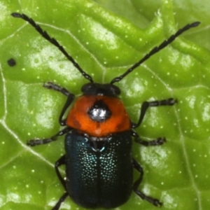 Aporocera (Aporocera) consors at Ainslie, ACT - 9 Dec 2019