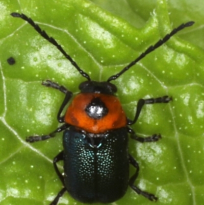 Aporocera (Aporocera) consors (A leaf beetle) at Ainslie, ACT - 8 Dec 2019 by jbromilow50