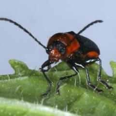 Aporocera (Aporocera) consors at Ainslie, ACT - 9 Dec 2019