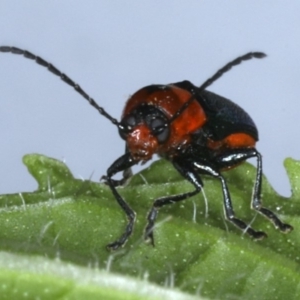 Aporocera (Aporocera) consors at Ainslie, ACT - 9 Dec 2019 10:41 AM