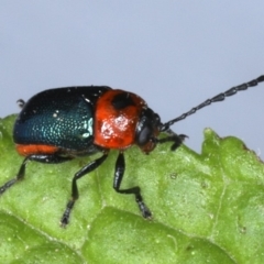 Aporocera (Aporocera) consors at Ainslie, ACT - 9 Dec 2019