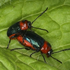 Aporocera (Aporocera) consors at Ainslie, ACT - 9 Dec 2019