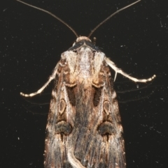 Agrotis munda (Brown Cutworm) at Ainslie, ACT - 9 Dec 2019 by jb2602