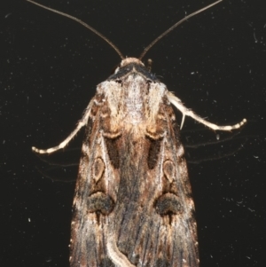 Agrotis munda at Ainslie, ACT - 9 Dec 2019