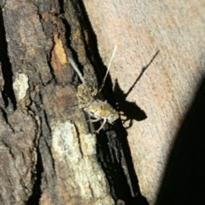 Fulgoroidea sp. (superfamily) at Weston, ACT - 2 Apr 2020