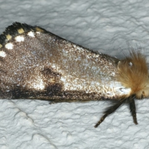 Epicoma contristis at Ainslie, ACT - 9 Dec 2019