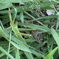 Acrida conica (Giant green slantface) at Weston, ACT - 9 Mar 2020 by AliceH