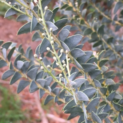 Acacia cultriformis (Knife Leaf Wattle) at Jerrabomberra Wetlands - 7 Apr 2020 by JaneR