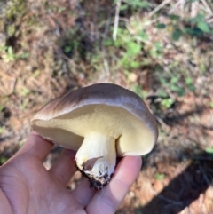 zz bolete at National Arboretum Forests - 27 Apr 2020 by sallyskis