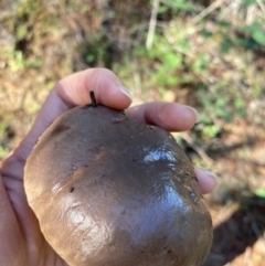 zz bolete at Molonglo Valley, ACT - 27 Apr 2020 12:57 PM