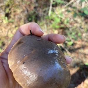 zz bolete at Molonglo Valley, ACT - 27 Apr 2020 12:57 PM