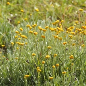 Chrysocephalum apiculatum at Tuggeranong DC, ACT - 2 May 2020