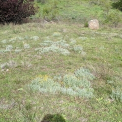 Chrysocephalum apiculatum at Tuggeranong DC, ACT - 2 May 2020