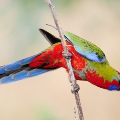 Platycercus elegans (Crimson Rosella) at Stromlo, ACT - 14 Feb 2017 by Harrisi