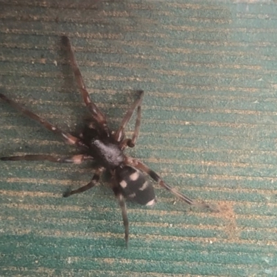 Lampona sp. (genus) (White-tailed spider) at Sutton, NSW - 2 May 2020 by Whirlwind