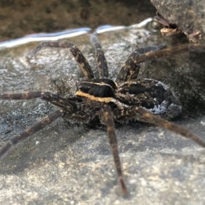 Dolomedes sp. (genus) at Sutton, NSW - 30 Mar 2020 05:04 PM