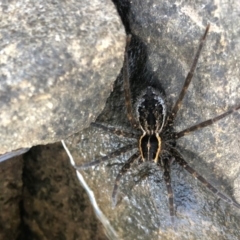 Dolomedes sp. (genus) at Sutton, NSW - 30 Mar 2020