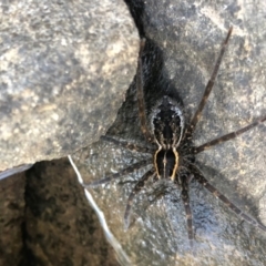 Dolomedes (genus) at Sutton, NSW - 30 Mar 2020 05:04 PM