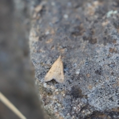 Achyra affinitalis (Cotton Web Spinner) at Cook, ACT - 24 Mar 2020 by Tammy