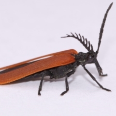 Porrostoma sp. (genus) (Lycid, Net-winged beetle) at Evatt, ACT - 30 Oct 2016 by TimL