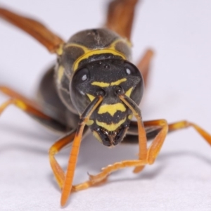 Polistes (Polistes) chinensis at Evatt, ACT - 18 Nov 2016