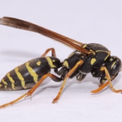 Polistes (Polistes) chinensis at Evatt, ACT - 18 Nov 2016