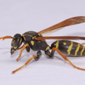 Polistes (Polistes) chinensis at Evatt, ACT - 18 Nov 2016