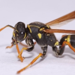 Polistes (Polistes) chinensis at Evatt, ACT - 18 Nov 2016