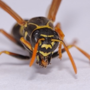 Polistes (Polistes) chinensis at Evatt, ACT - 18 Nov 2016