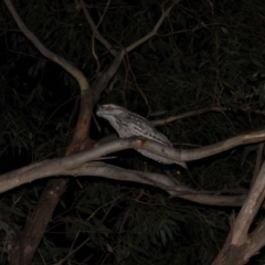 Podargus strigoides at Namadgi National Park - 2 May 2020