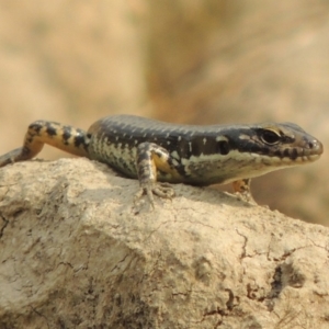 Eulamprus heatwolei at Tuggeranong DC, ACT - 15 Jan 2020