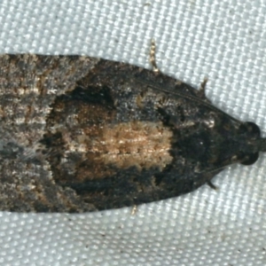 Asthenoptycha (genus) at Rosedale, NSW - 15 Nov 2019 10:24 PM