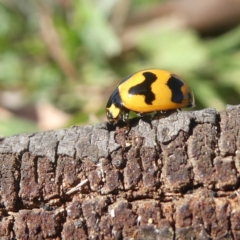 Coccinella transversalis (Transverse Ladybird) at Wandiyali-Environa Conservation Area - 3 May 2020 by Wandiyali