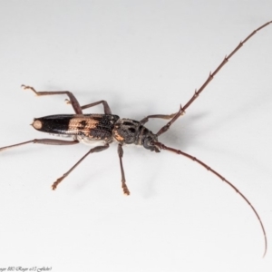 Phoracantha semipunctata at Macgregor, ACT - 3 May 2020