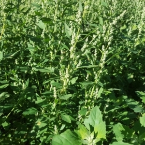 Chenopodium album at Symonston, ACT - 3 May 2020