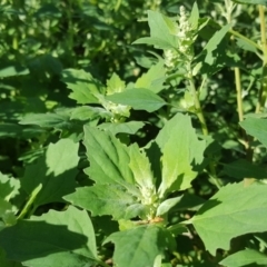 Chenopodium album at Symonston, ACT - 3 May 2020